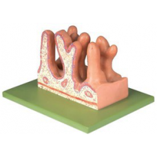 Internal Surface of Jejunum